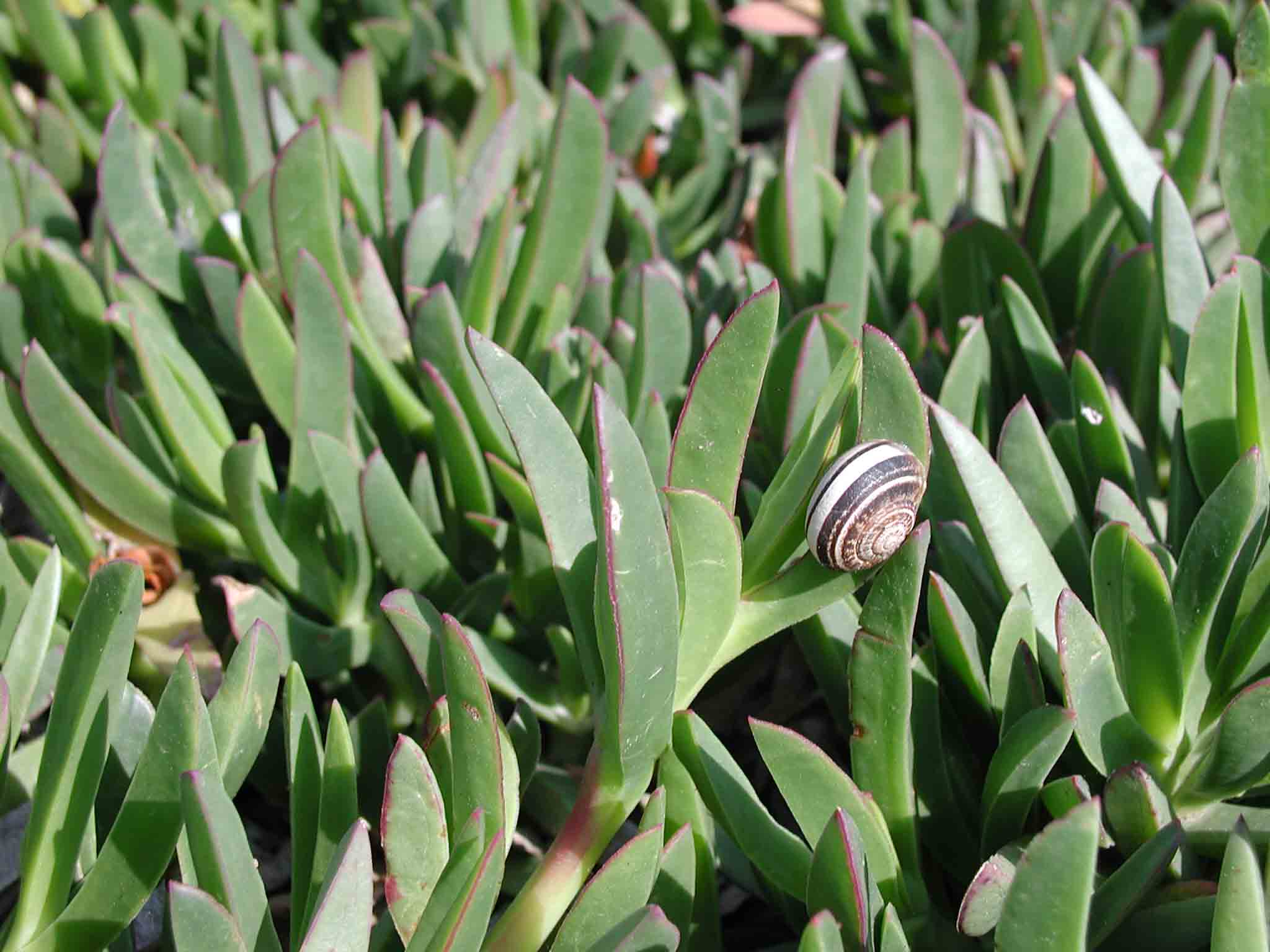 Carpobrotus acinaciformis / Fico degli Ottentotti comune